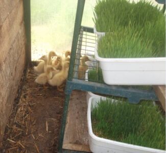 The ABCs of Homesteading: F is for ‘Fodder’ and Other Forms of Feed Image